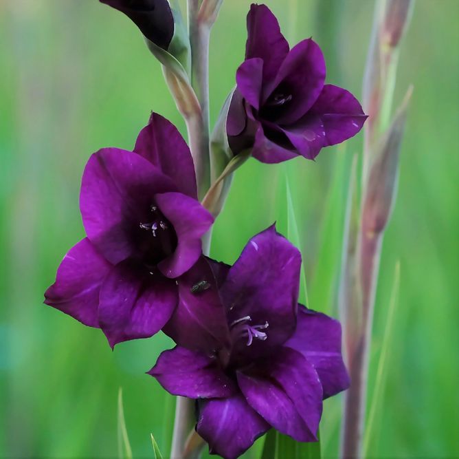 Гладіолус Пурпур Флора, фіолетовий, 2 шт, темно-фіолетовий