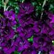 Гладиолус Пурпур Флора, фиолетовый, 2 шт, темно-фиолетовый