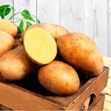 Инструкция по выращиванию картофеля из семян: рассадой в домашних условиях и в открытом грунте