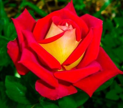 Троянда чайно-гібридна Люстіге (Фасовка: 1 шт)