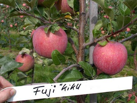 Яблуня Фуджі Кіку (Фасовка: 1 шт)