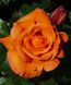 Роза чайно-гибридная Дорис Тистерман, 1 шт