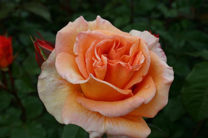 Троянда чайно-гібридна Доріс Тістерман, 1 шт