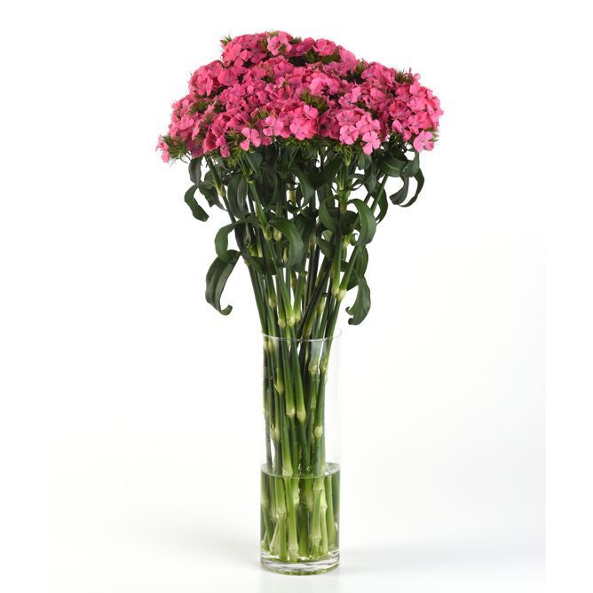 Гвоздика турецкая Свит F1 (Фасовка: 100 драже; Цвет: deep pink)