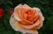 Троянда чайно-гібридна Доріс Тістерман, 1 шт