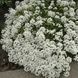 Лобулярия (алиссум) Снежный шар