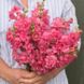 Антіррінум (ротики садові) махровий Мадам Батерфляй F1 (Фасовка: 100 шт; Колір: рожевий)
