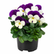 Виола корнутая Пенни Про F1 (Фасовка: 100 шт; Цвет: white with purple wing)