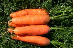 Морковь Аленка (Фасовка: 2 г)