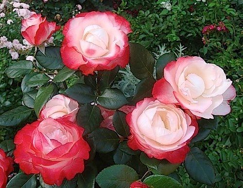 Троянда чайно-гібридна Ностальжі, 1 шт