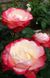 Роза чайно-гибридная Ностальжи, 1 шт