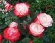 Роза чайно-гибридная Ностальжи, 1 шт