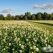 Конюшина декоративна Клондайк, 10 кг