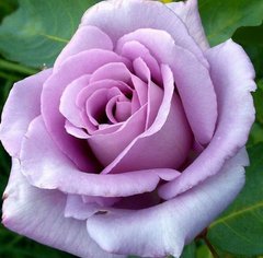 Троянда чайно-гібридна Віолет Парфум (Фасовка: 1 шт)