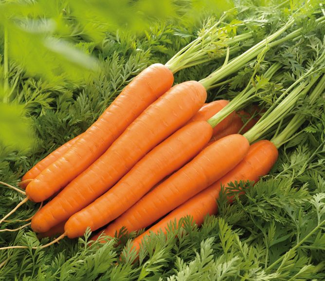 Морковь Лагуна F1 (Фасовка: 400 шт)