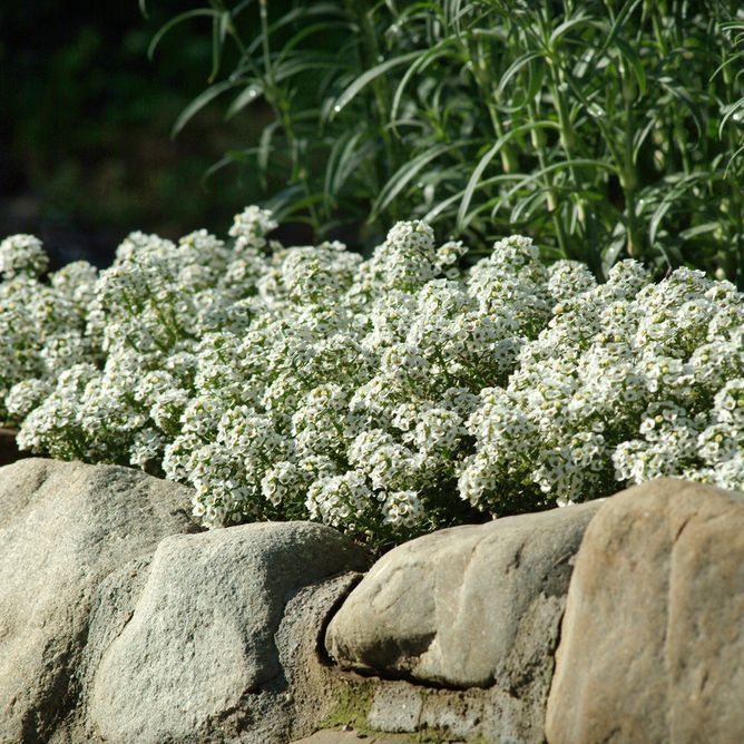Лобулярия (алиссум) Гига (Фасовка: 1000 мультидраже; Цвет: white)