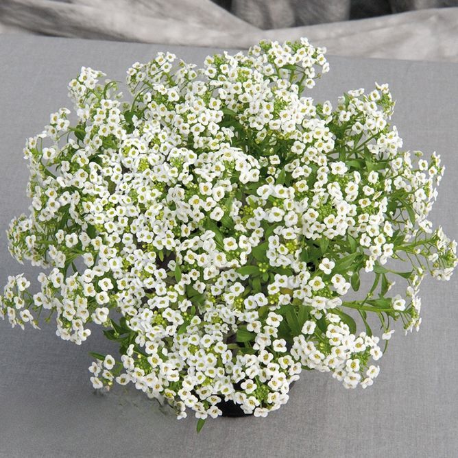 Лобулярия (алиссум) Гига (Фасовка: 1000 мультидраже; Цвет: white)