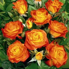 Троянда поліантова Румба, 1 шт