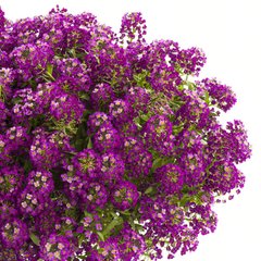 Лобулярія (Алиссум) Пурпурна, пурпурный, 5 г, Пурпурний