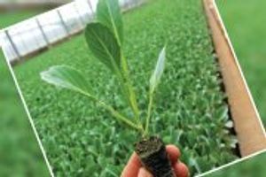 Вирощування здорової розсади капусти