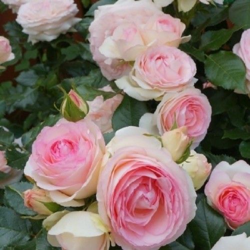 Троянда плетиста Пьєр де Ронсар, 1 шт