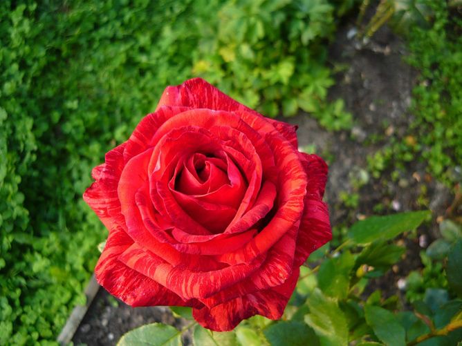 Троянда чайно-гібридна Ред Інтуїшн (Фасовка: 1 шт)
