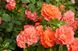 Троянда Кордес Гебрюдер Грімм (Фасовка: 1 шт)