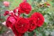 Троянда Кордес Роткапчен (Фасовка: 1 шт)