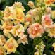 Антіррінум (ротики садові) махровий ДабелШот F1 (Фасовка: 100 шт; Колір: peach)