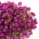 Лобулярія (Алиссум) Пурпурна, пурпурний, 5 г, Пурпуровий