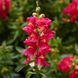Антирринум низкорослый Снаптини F1 (Фасовка: 100 шт; Цвет: rose bicolor)