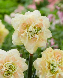 Нарцис Pompom Rose