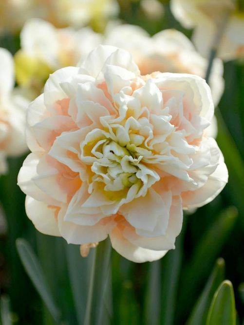 Нарцис Pompom Rose