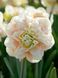Нарцис Pompom Rose