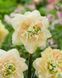 Нарцис Pompom Rose