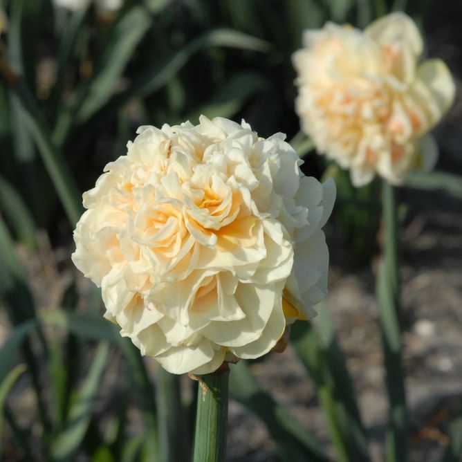 Нарцис Pompom Rose
