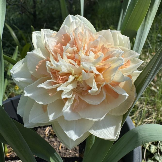 Нарцис Pompom Rose