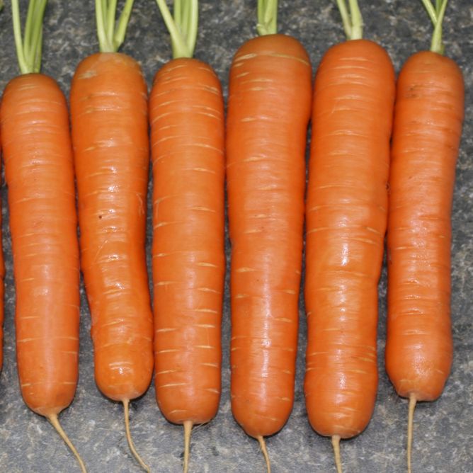 Морковь Нантес Скарлет (Фасовка: 500 г)
