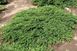 Можжевельник обыкновенный Грин Карпет ( Green Carpet ), 1 шт