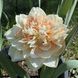 Нарцис Pompom Rose