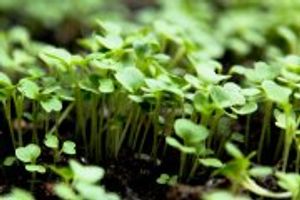 Особливості вирощування пекінської капусти – мій особистий досвід