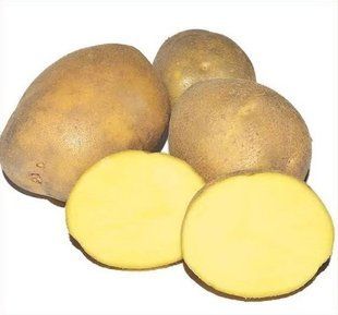 Картопля Медея