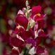 Антирринум низкорослый Снаптини F1 (Фасовка: 100 шт; Цвет: burgundy bicolor)