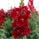 Антіррінум (ротики садові) махровий ДабелШот F1 (Фасовка: 100 шт; Колір: crimson red)