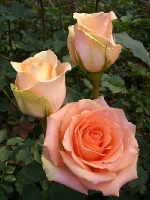 Роза чайно-гибридная Версилия (Фасовка: 1 шт.)