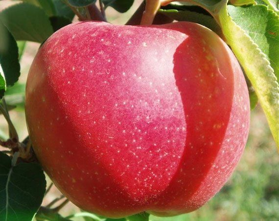 Яблуня Прима, 1 шт