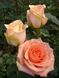 Троянда чайно-гібридна Версілія (Фасовка: 1 шт)