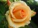 Роза чайно-гибридная Версилия (Фасовка: 1 шт.)
