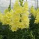 Антіррінум (ротики садові) махровий ДабелШот F1 (Фасовка: 100 шт; Колір: yellow)
