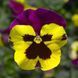 Виола виттрока Дельта F1 (Фасовка: 100 шт; Цвет: yellow purple wing)